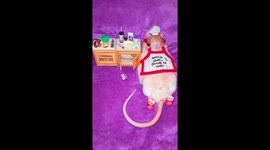 Pet Rat Cooks Dinner