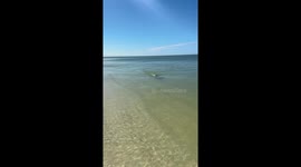 Dolphin Encounter During Morning Beach Walk