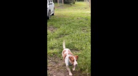 Dog Climbing a Cork Oak