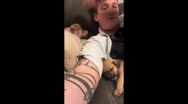 Puppy Face Dives Into Couch