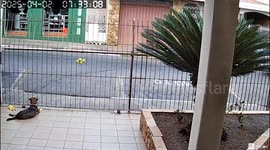 Passerby plays fetch with dog through fence in heartwarming scene