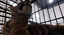 the sumatran tiger babies was born in the bukittinggi zoo that so cute