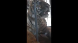 Sumatra tiger babies was born she is so cute big tiger baby. her name is