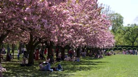 US: People flock to Cherry Blossom Festival at Brooklyn Botanic Garden