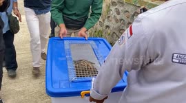 The birth of a tiger cub at the Kinantan Bukittinggi Zoo was given the name Banun