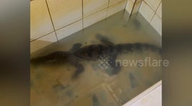 Stunned cops keep lost baby CROCODILE in motorway services toilet