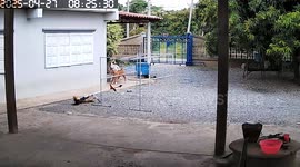 Pet tortoise carries away grass strimmer in front yard