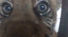 sumatran tiger babies was born at Bukittinggi Zoo she was 4 mounth and still cute
