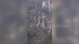 Langur monkey swiftly swings down massive cliff in daring descent