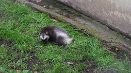 Adorable wolverine kits explore outside for first time at UK zoo