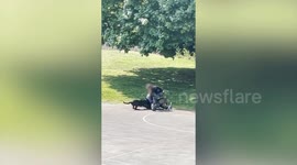 Brutal video shows dogs attacking each other in five-minute fight