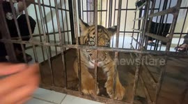 A baby Sumatran tiger named Banun Kinantan, who was born at the Bukittinggi Zoo, Indonesia, is now being introduced to the public.