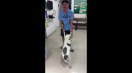 Scared pet dog needs to be walked into the vets