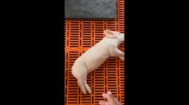 Piglet Refuses To Wake Up From Slumber