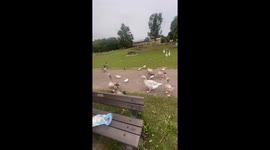 Feeding ducks goes hilariously wrong when they follow girl for more feed