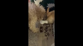 Bunny Doesn't Want to Share With Dog