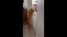 Baby Gate is No Match for Golden Pup