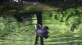 Diving ducks at Highams Park Lake in Epping Forest, London, UK