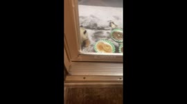Possum Eating a Pancake in the Snow