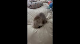 Cat Tries To Burrow Away From Crying Kid
