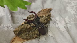 European Stag Beetle