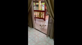 Mustachioed Cat Caught Peeking