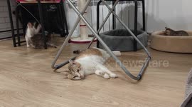 Tired Momma Cat Takes Break From Kittens