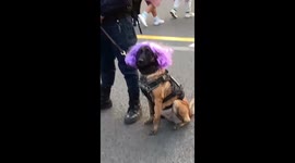 Security Dog at a Shakira Concert