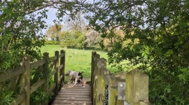 Colin the Staffy vs The Giant Stick | Determined Dog Wins the Day!
