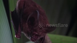 Panama: Fringe-Lipped Bat Strikes at Túngara Frog’s Mating Call in Video Escape
