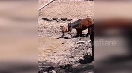 US: Baby Wild Horse Struggling In Mud Pit While Trying To Drink Water