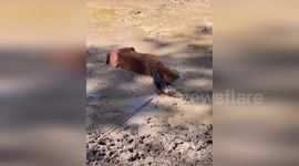 US: Heber Wild Horse Team Rescues Mare And Foal From Dangerous Mud Hole