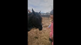 Giving Horse a Hug