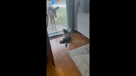 Cat Meets a Deer for the First Time