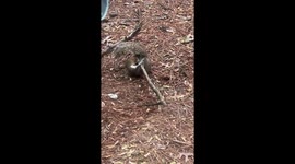 Playful Squirrel Entertains Itself With a Stick