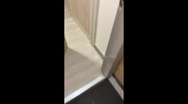 Child Kicks Cockroach Out of the Room