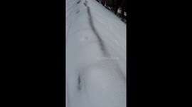 Snow Fleas