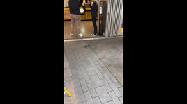 Shufflin' Pigeon
