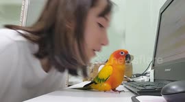 Parrot moves in sync with owner each time he's kissed