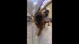 Insta 360 mounted on dog gives fascinating view of walkies
