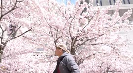 Canada: Cherry blossoms draw crowds to Toronto park as spring arrives