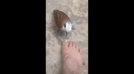 Bird helps man clean his toenails