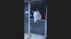Lively horse makes funny faces as if he had gone mad