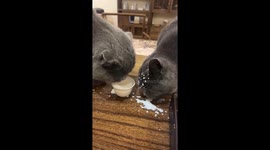 Cats drinking milk in Shandong, China