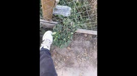 Fruit explodes off plant on contact in Chile