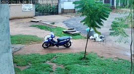 Turkey attacks woman after she gets on scooter in Brazil