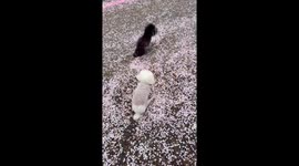 Dogs drag butt through flower-filled ground after pooping