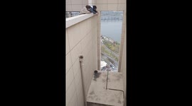 Women rescue cat using rope in Shaanxi