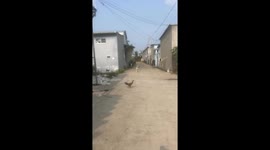 Dog jumps onto scooter to join owner in Phu Quoc
