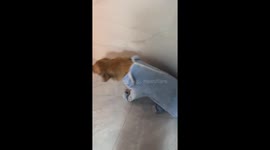 Dog in cloth trips and falls in funny video